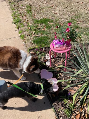Customer photo review of Dual dog leash