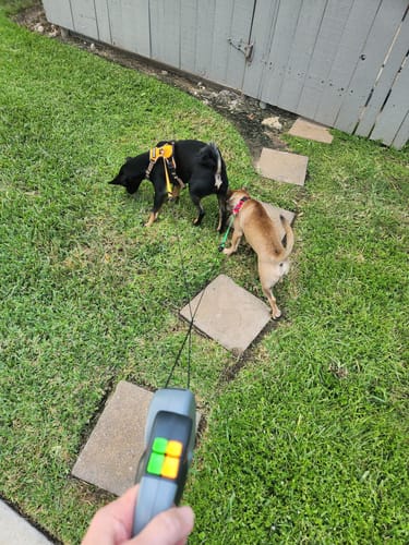 Customer photo review of Dual dog leash