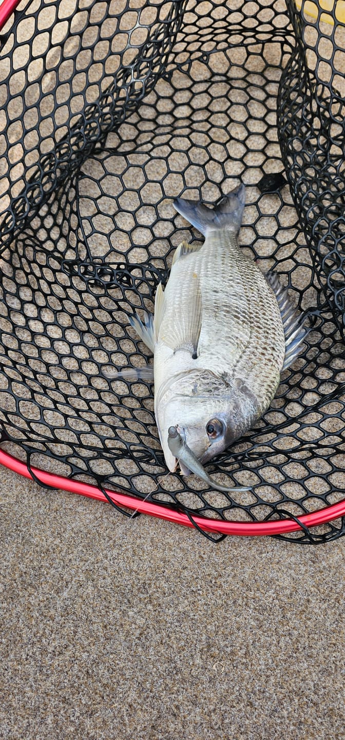 Customer photo review of DEATH TAIL