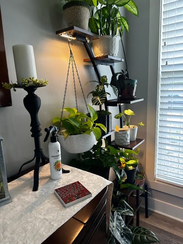 Customer photo review of Houseplant Insecticide Concentrate