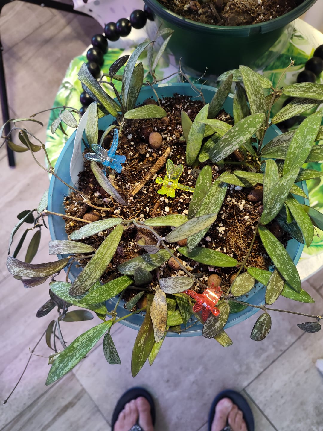 Customer photo review of Hoya sigillatis