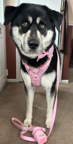 Customer photo review of Disney© Waterproof Collar - Nala