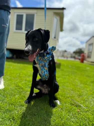 Customer photo review of Disney© Tough Trails™ Harness - Simba