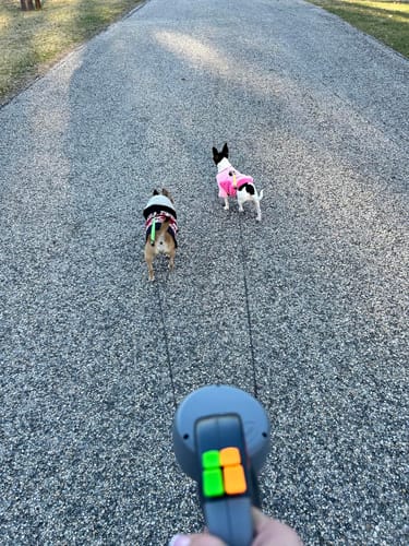 Customer photo review of Dual dog leash