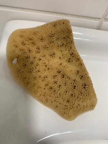 Customer photo review of Face Care Natural Sea Sponges