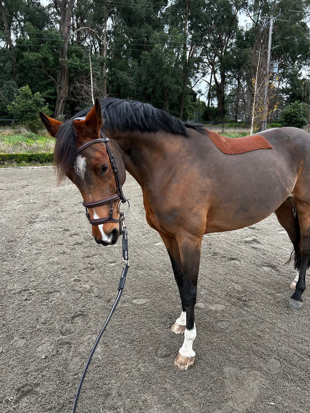 Customer photo review of PSOS Bridle Paris
