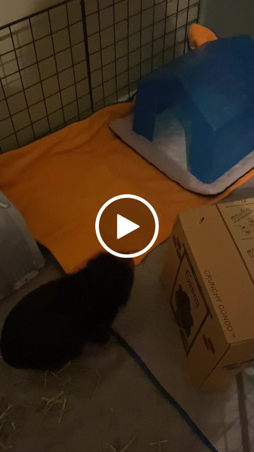 Customer video review of Premium GuineaDad Pee Pads (Pack of 5)