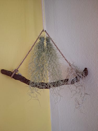 Customer photo review of Tillandsia usneoides - Lousianamoos