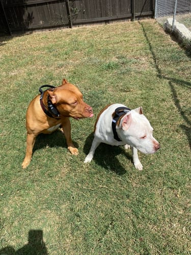 Customer photo review of Black Bully Proof Collar