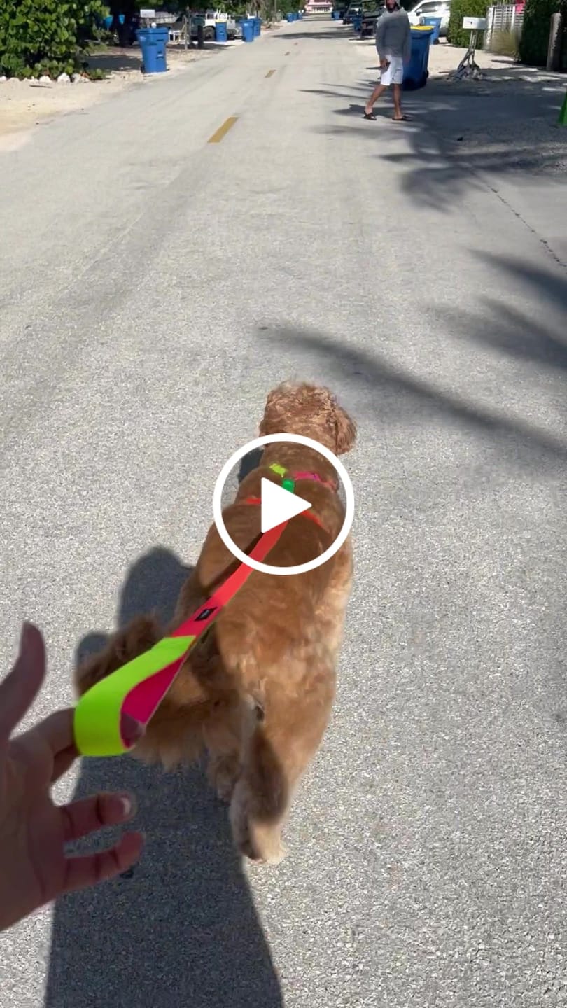 Customer video review of Memphis Leash