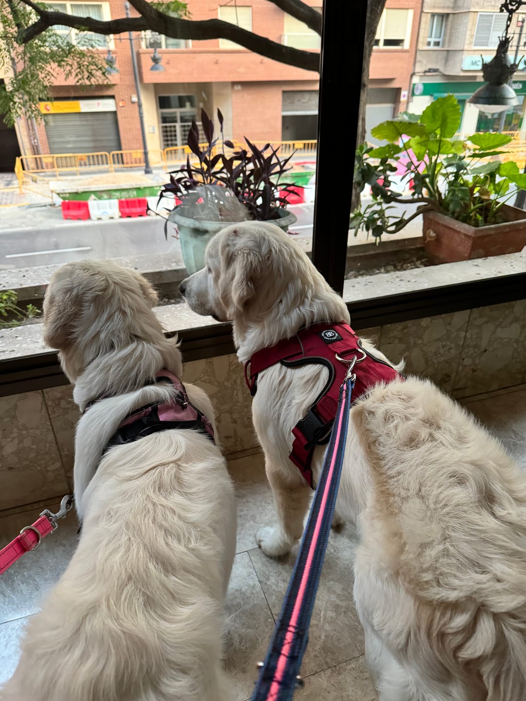 Customer photo review of Premium Comfort Harness | Non Restrictive & Adjustable - Burgundy v2.0