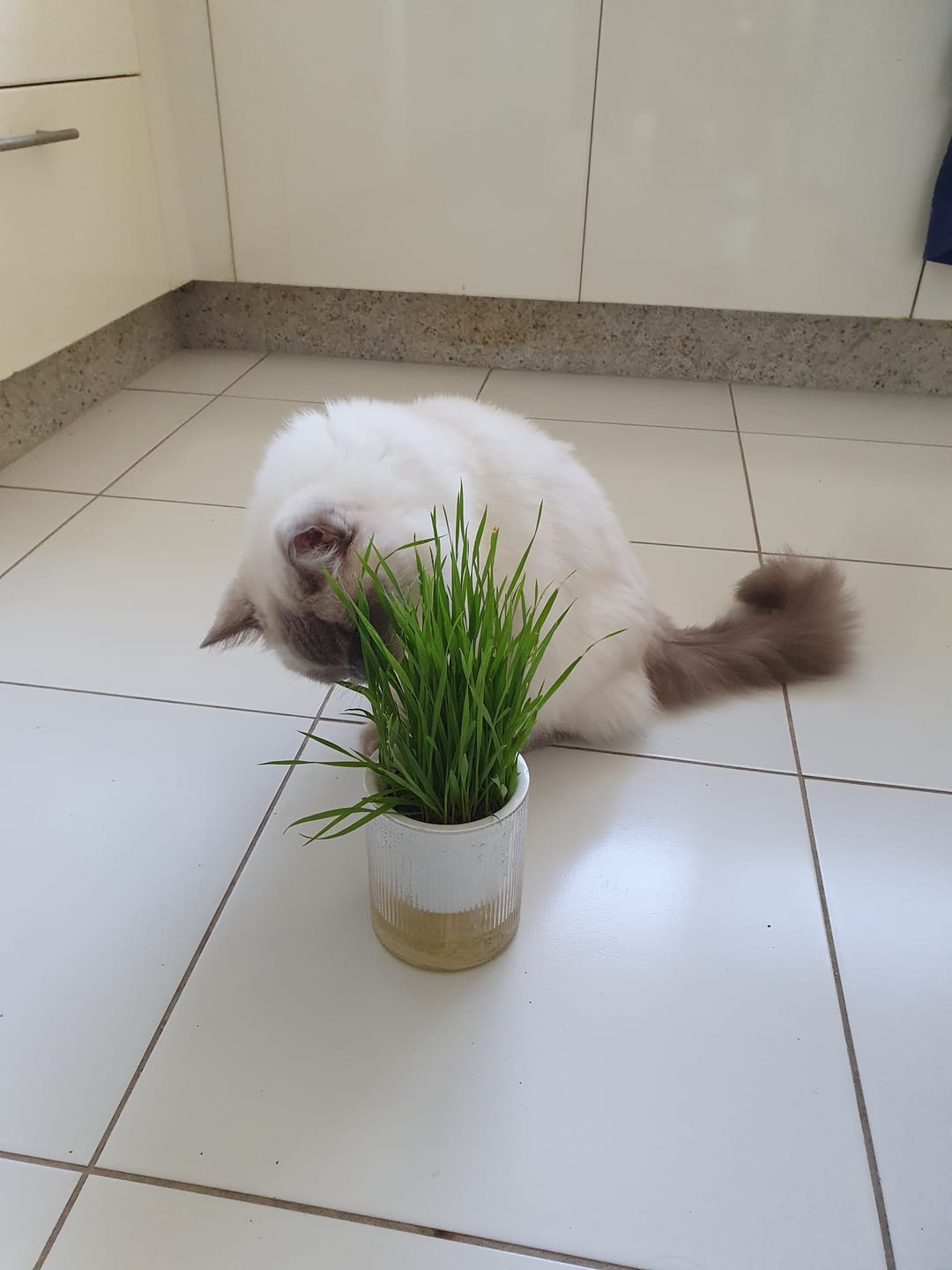 Customer photo review of Michu Cat Grass Seed Replacement Pack - The Ultimate Solution for Lush and Healthy Cat Grass Growth in Australia