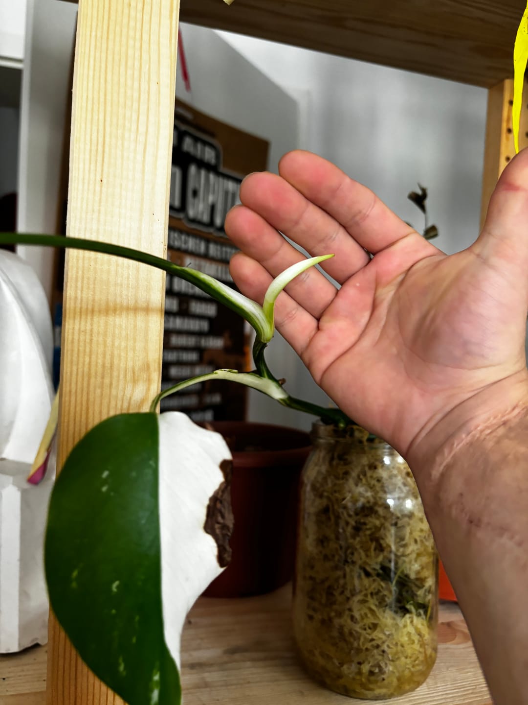 Customer photo review of HPE - Hesi Houseplant Elixir