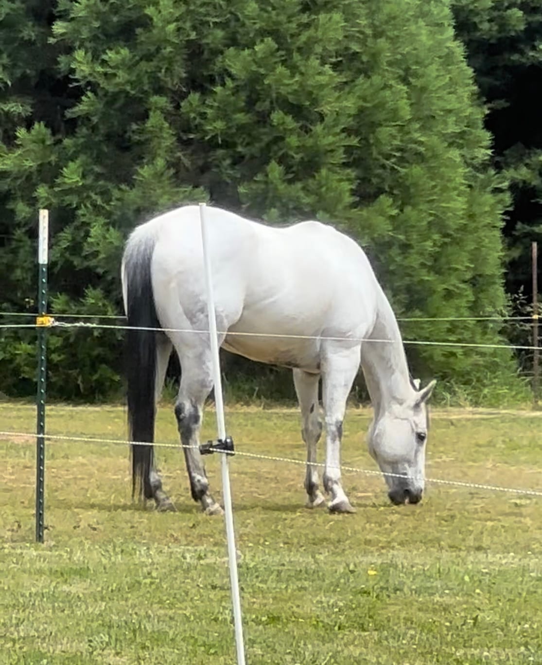 Customer photo review of Equine Aloe Vera Juice