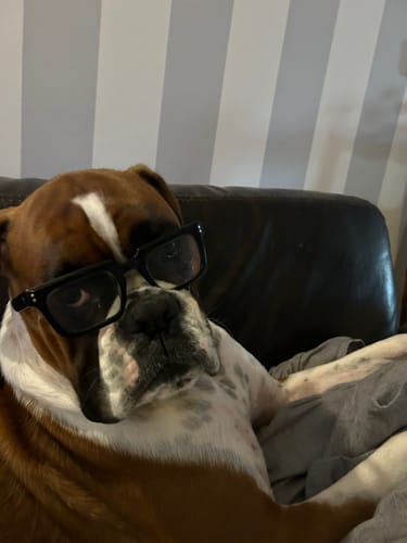 Customer photo review of Pack découverte - Friandises 100% naturelles pour chien