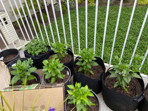 Customer photo review of WORM CASTINGS SEEDLING MIX