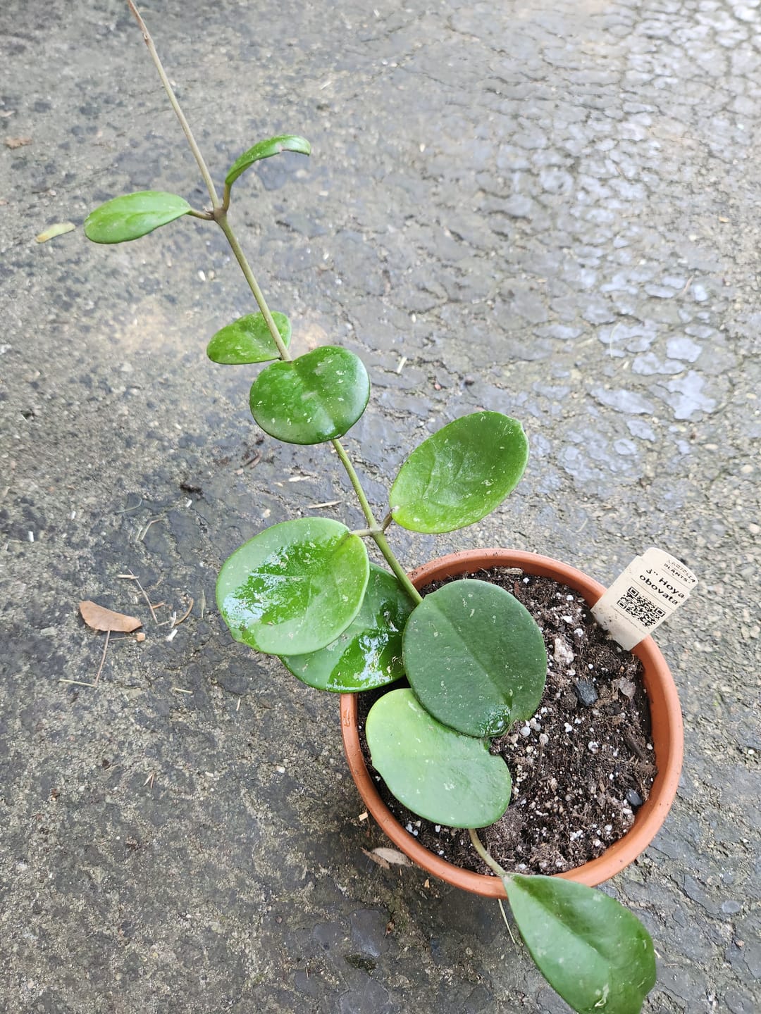 Customer photo review of Hoya obovata