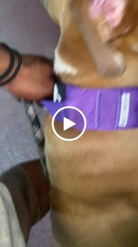 Customer video review of Purple Bully Proof Collar