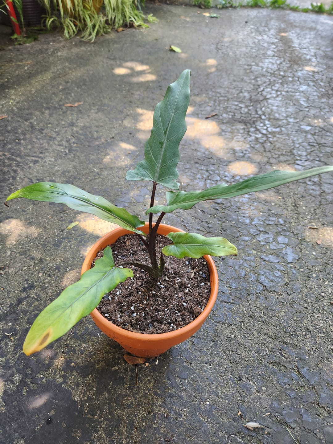 Customer photo review of Alocasia lauterbachiana