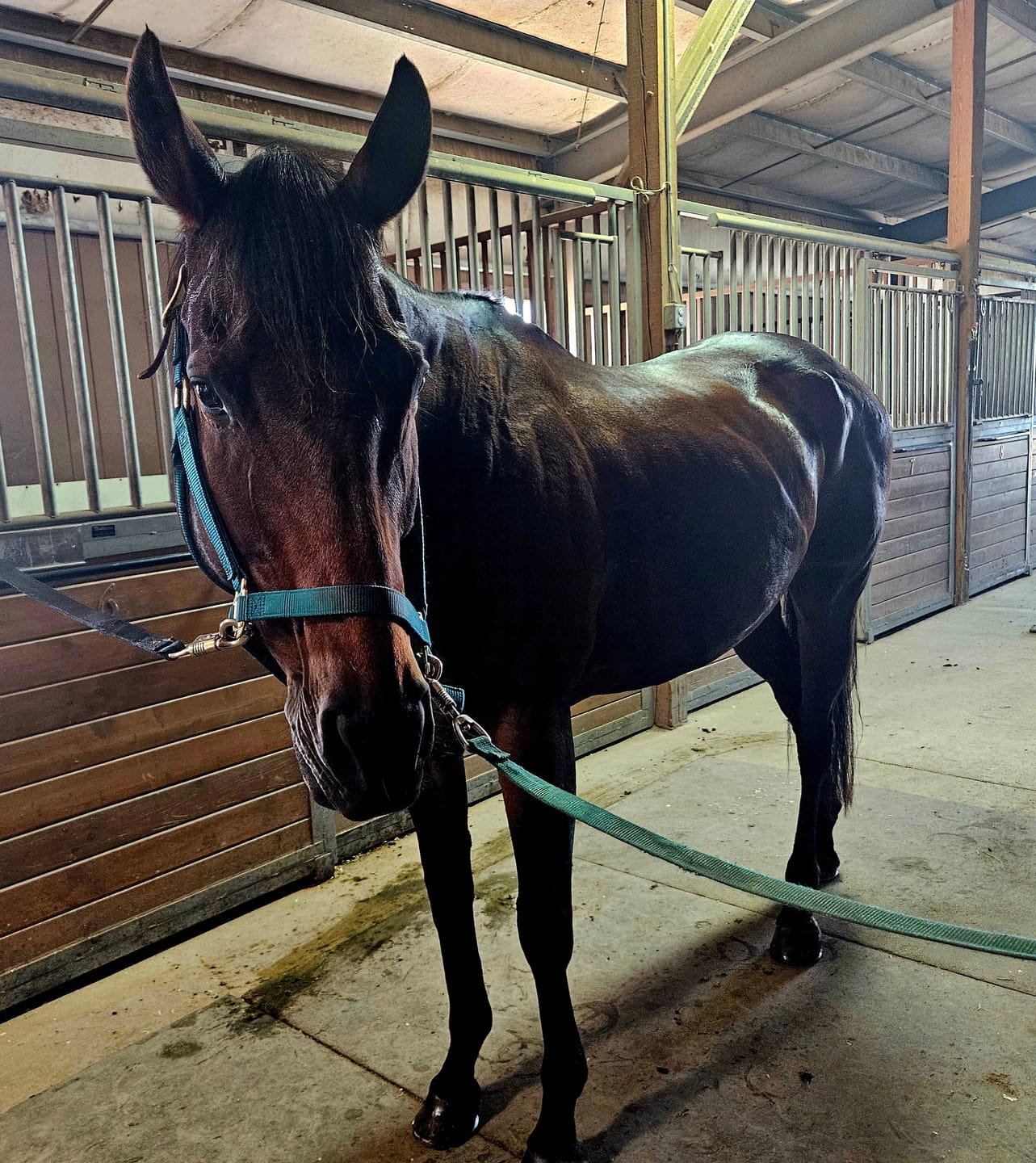 Customer photo review of Equine Aloe Vera Juice