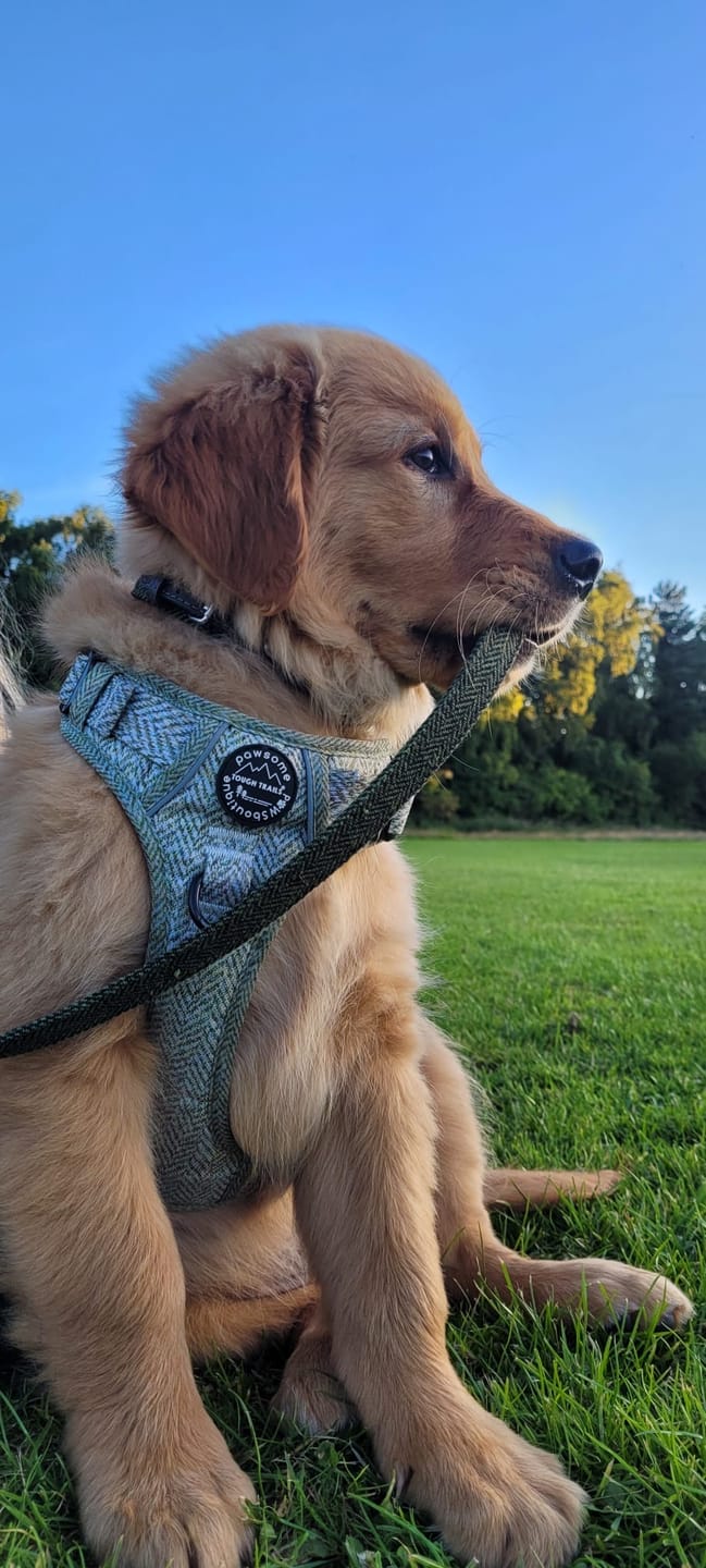 Customer photo review of Tough Trails™ Harness - Country Thyme