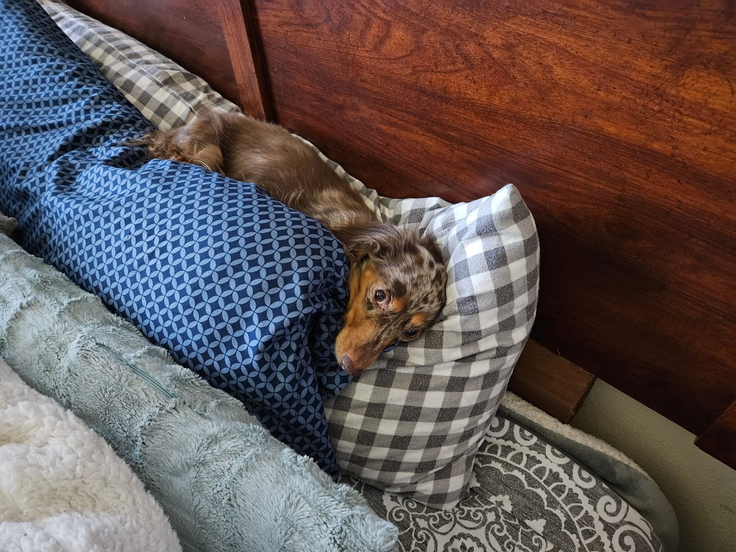 Customer photo review of Scoot Stopper & Anal Gland Support for Dogs and Cats