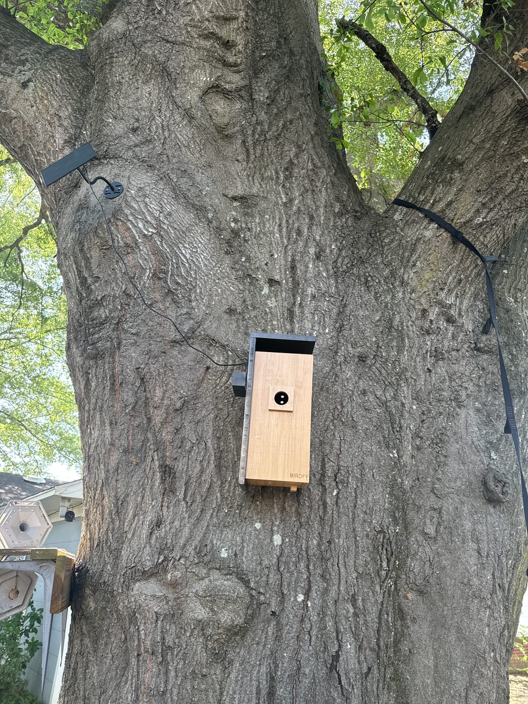 Customer photo review of Birdfy Nest - Smart Bird House with Dual Cameras