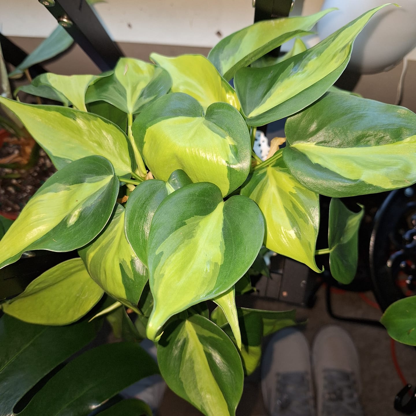 Customer photo review of Philodendron hederaceum 'Brasil'