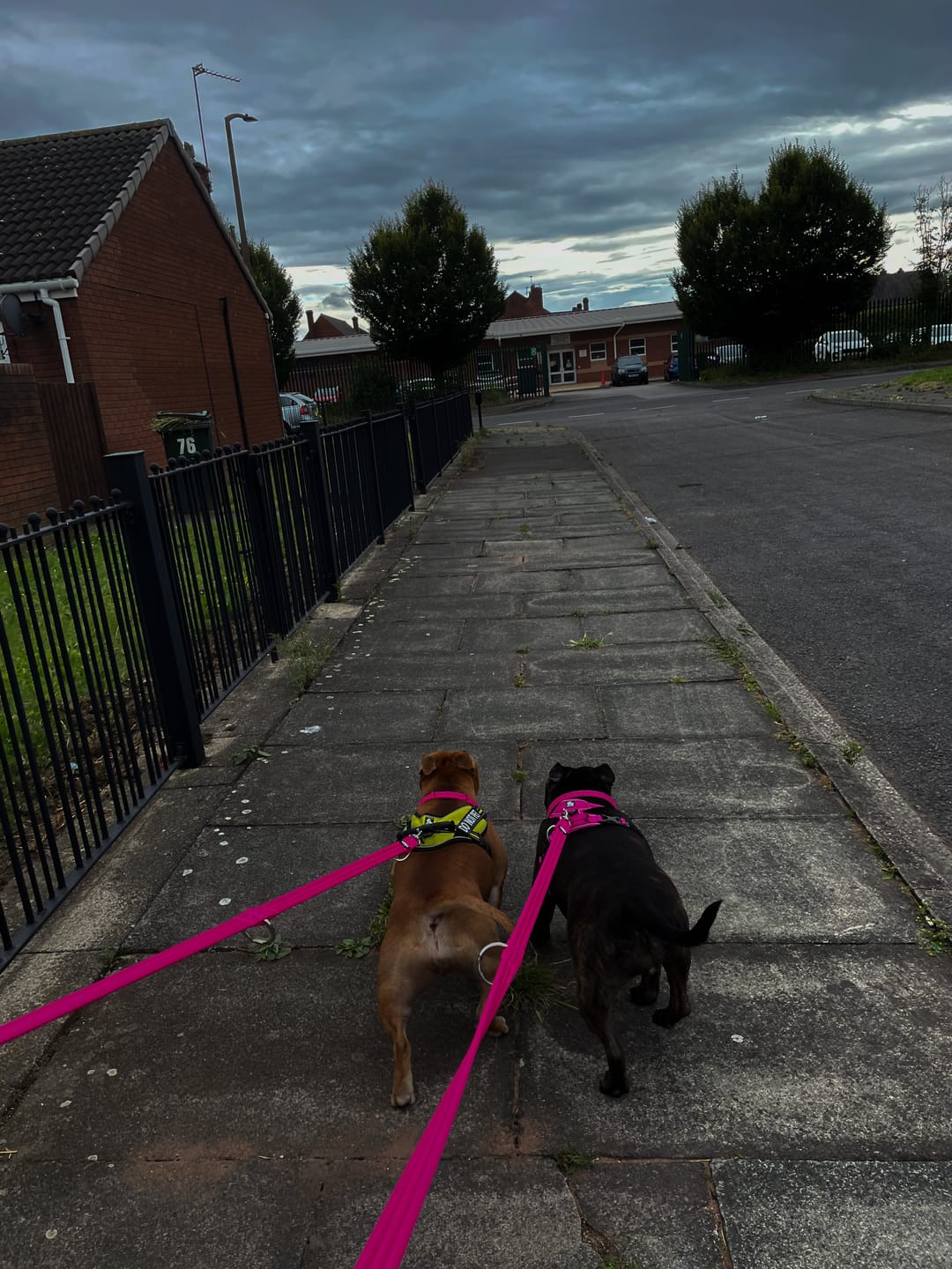 Customer photo review of Double Ended Training Lead | All Breeds - Durable & Soft 2m Lead - Magenta
