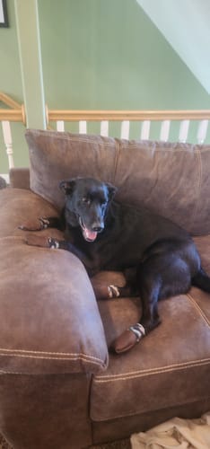 Customer photo review of Leather Dog Booties - Doccasins - 1 pair