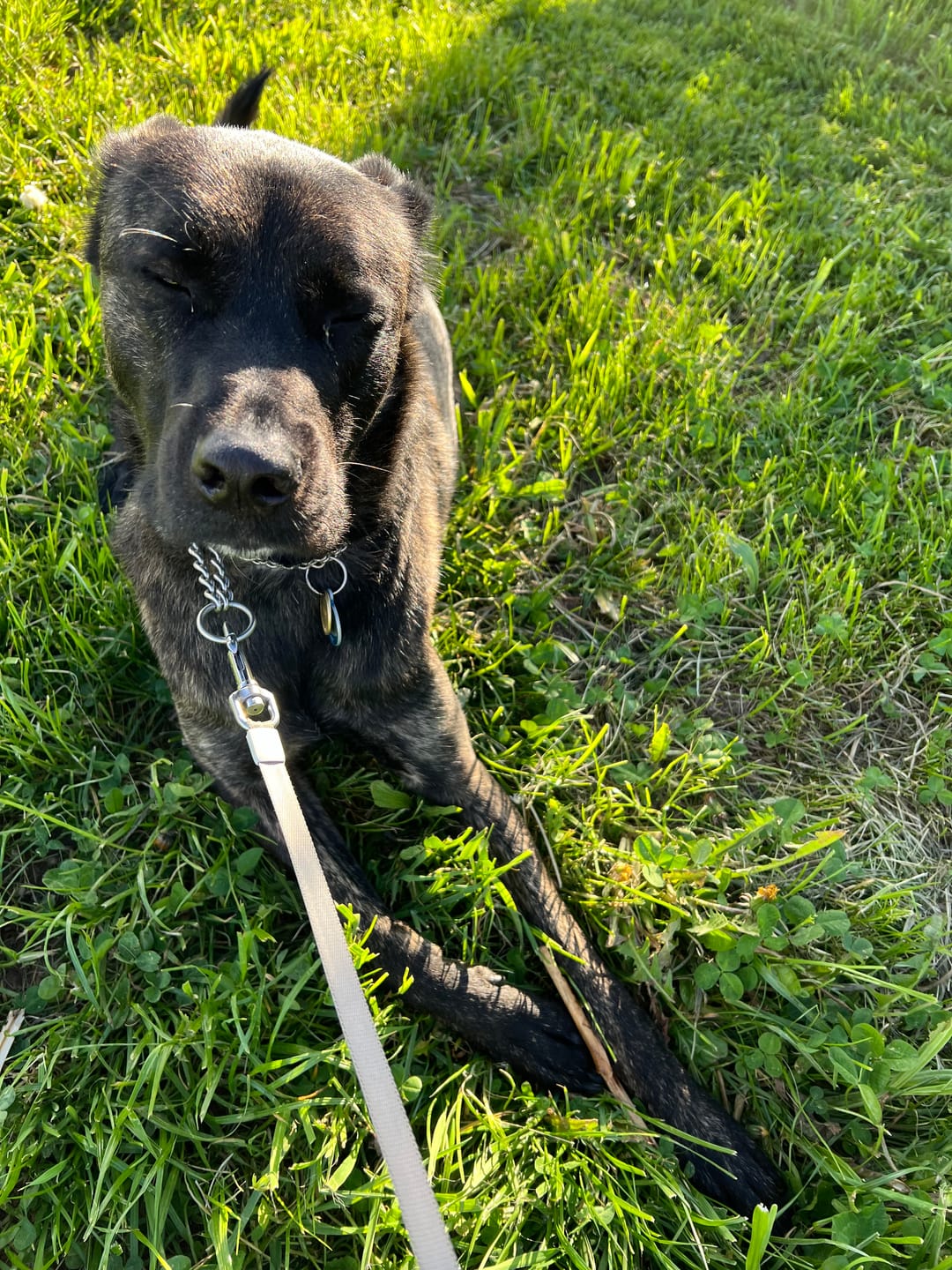 Customer photo review of OMNi-BiOTiC® CAT & DOG
