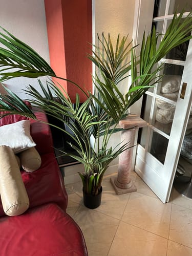 Customer photo review of Kentia Kunstpalm 180cm