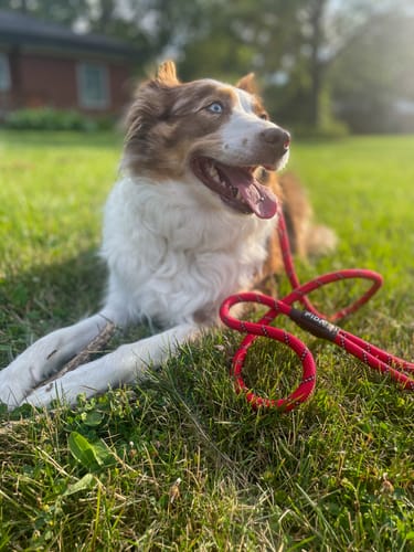 Customer photo review of FIDA Durable Slip Lead