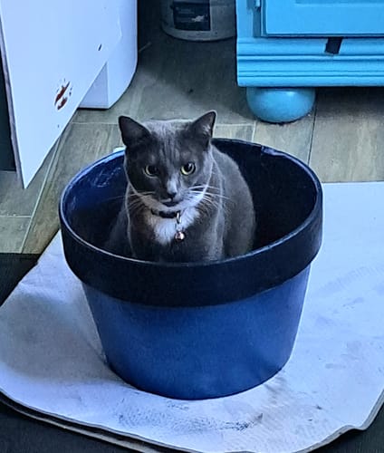 Customer photo review of Nexgard Combo For Cats 5.5-16.5 lbs (2.5-7.5 kg)