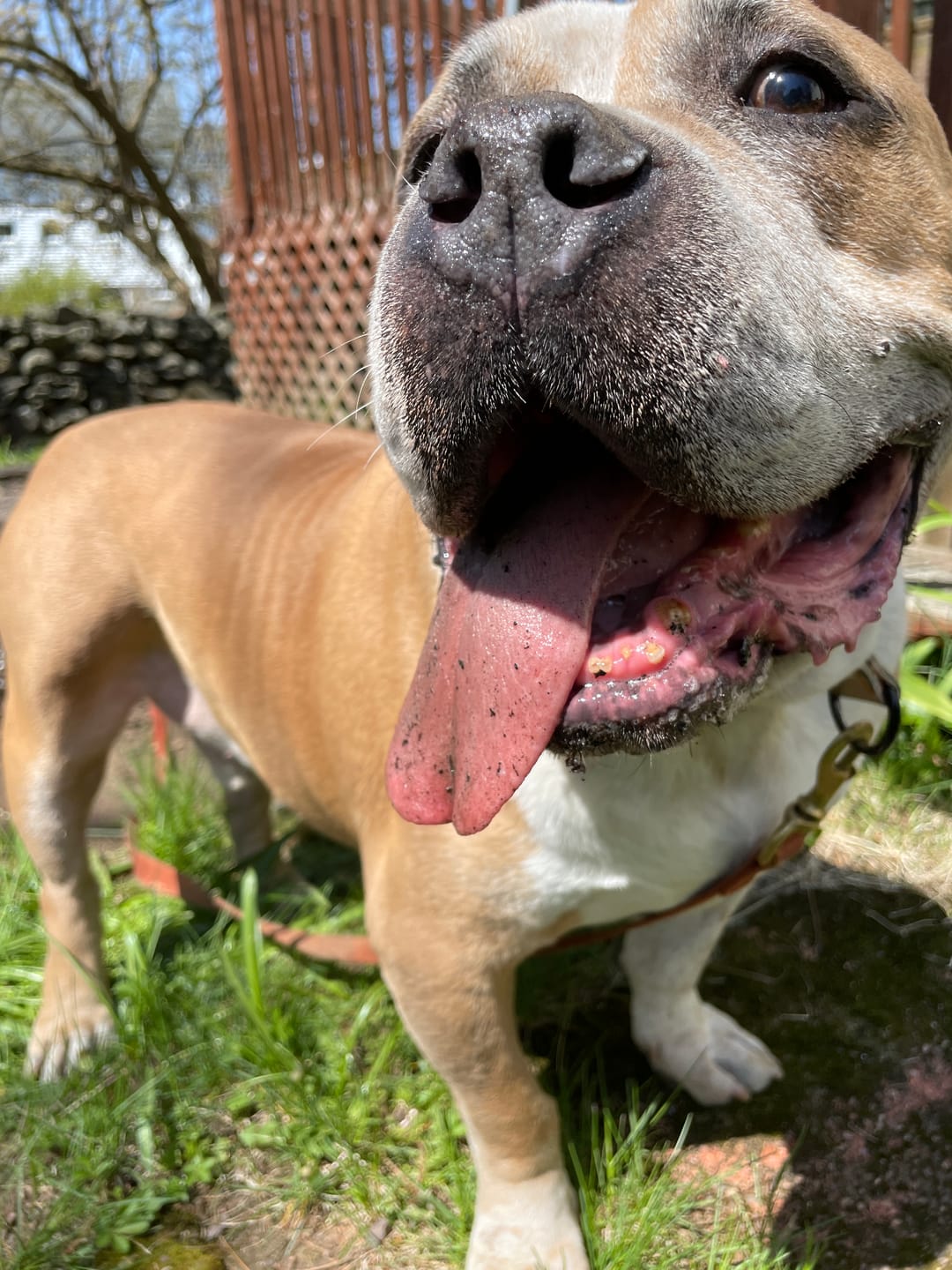Customer photo review of Wild Alaskan Salmon Oil for Dogs | Omega 3, 6 & 9 | Petsmont Omega Love+