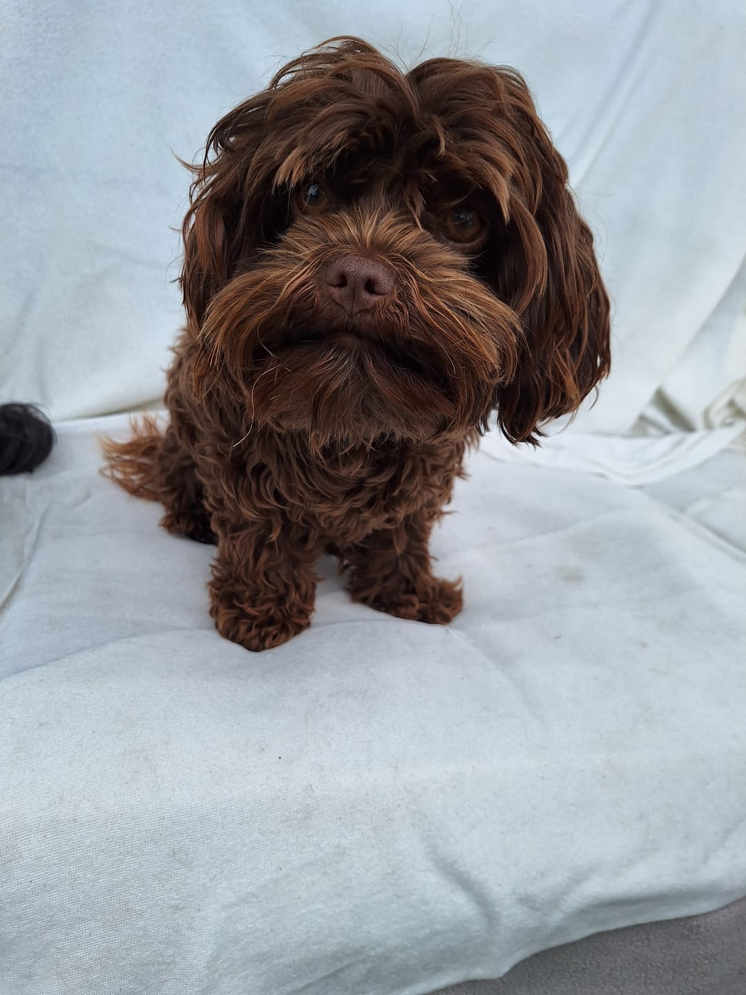 Customer photo review of Kräuter Dentals für Hunde zur Zahn- und Darmpflege (150g)