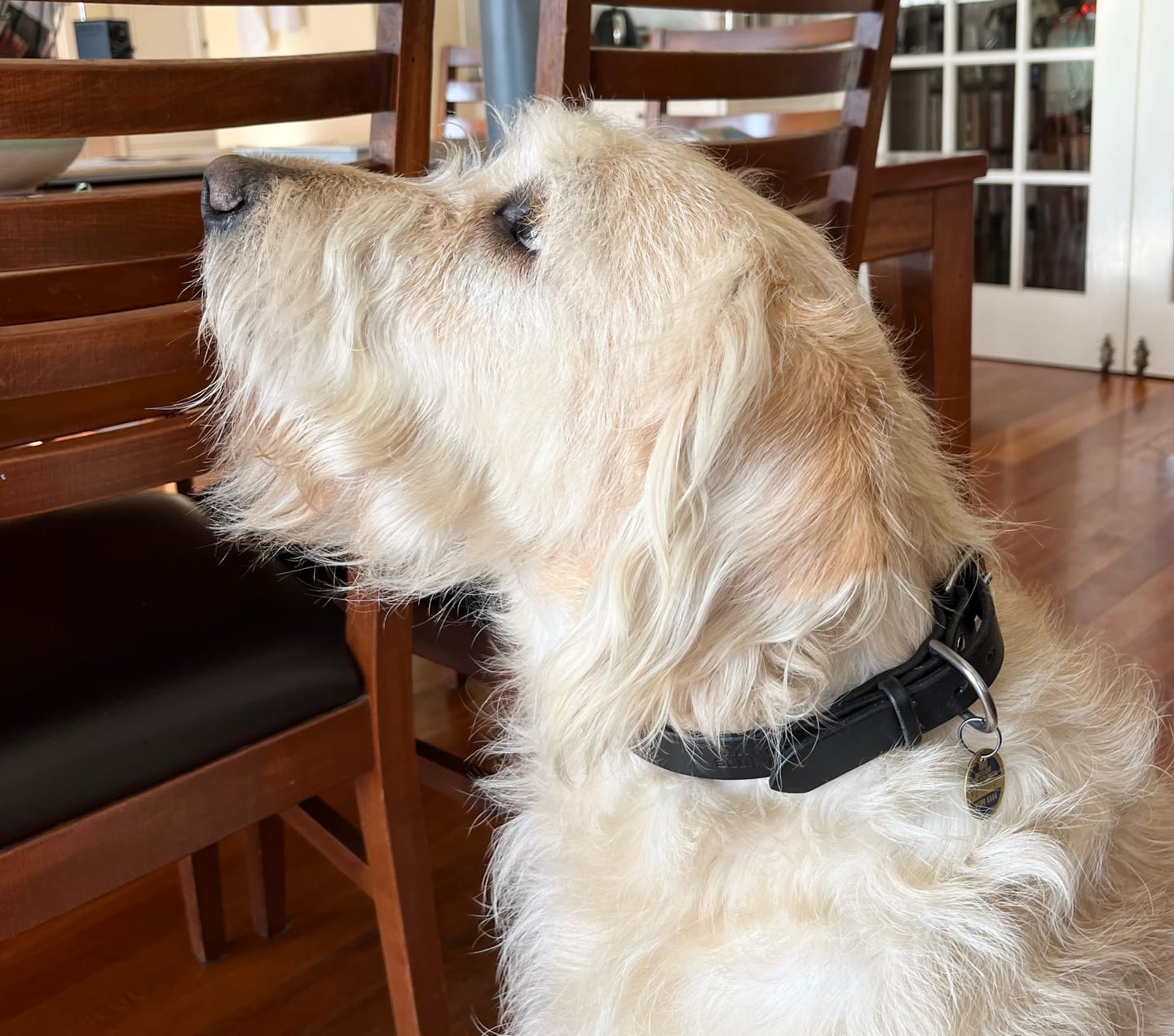 Customer photo review of Dog Collar