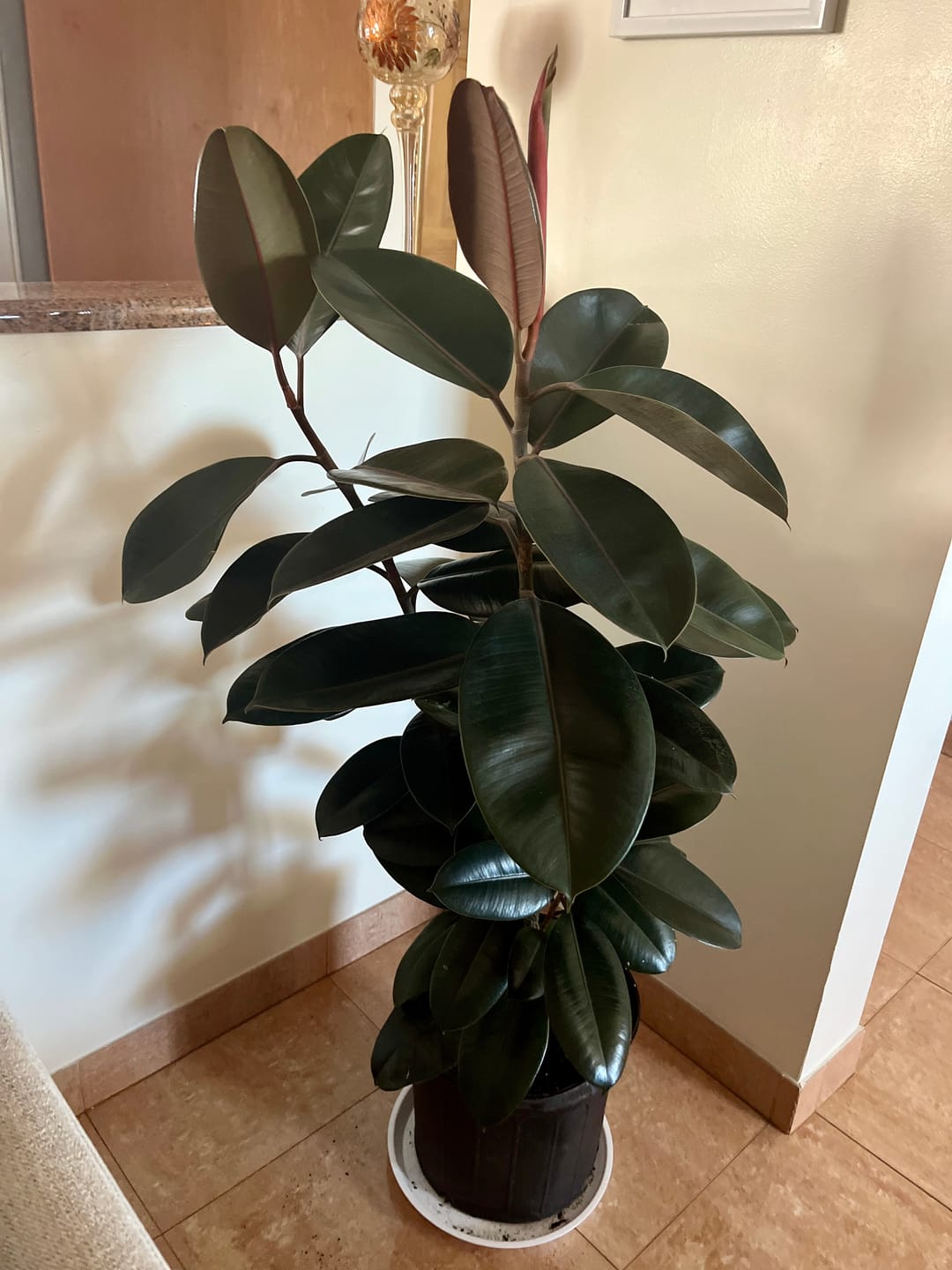 Customer photo review of Ficus Burgundy Bush, Rubber Tree
