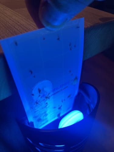 Customer photo review of Shieldeck® BuzzTrap - Ultimate Indoor Mosquito Smart UV Trap