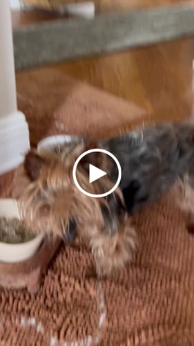 Customer video review of *IN STOCK* Pup Pot Meals - Just Add Turkey (Hypoallergenic)