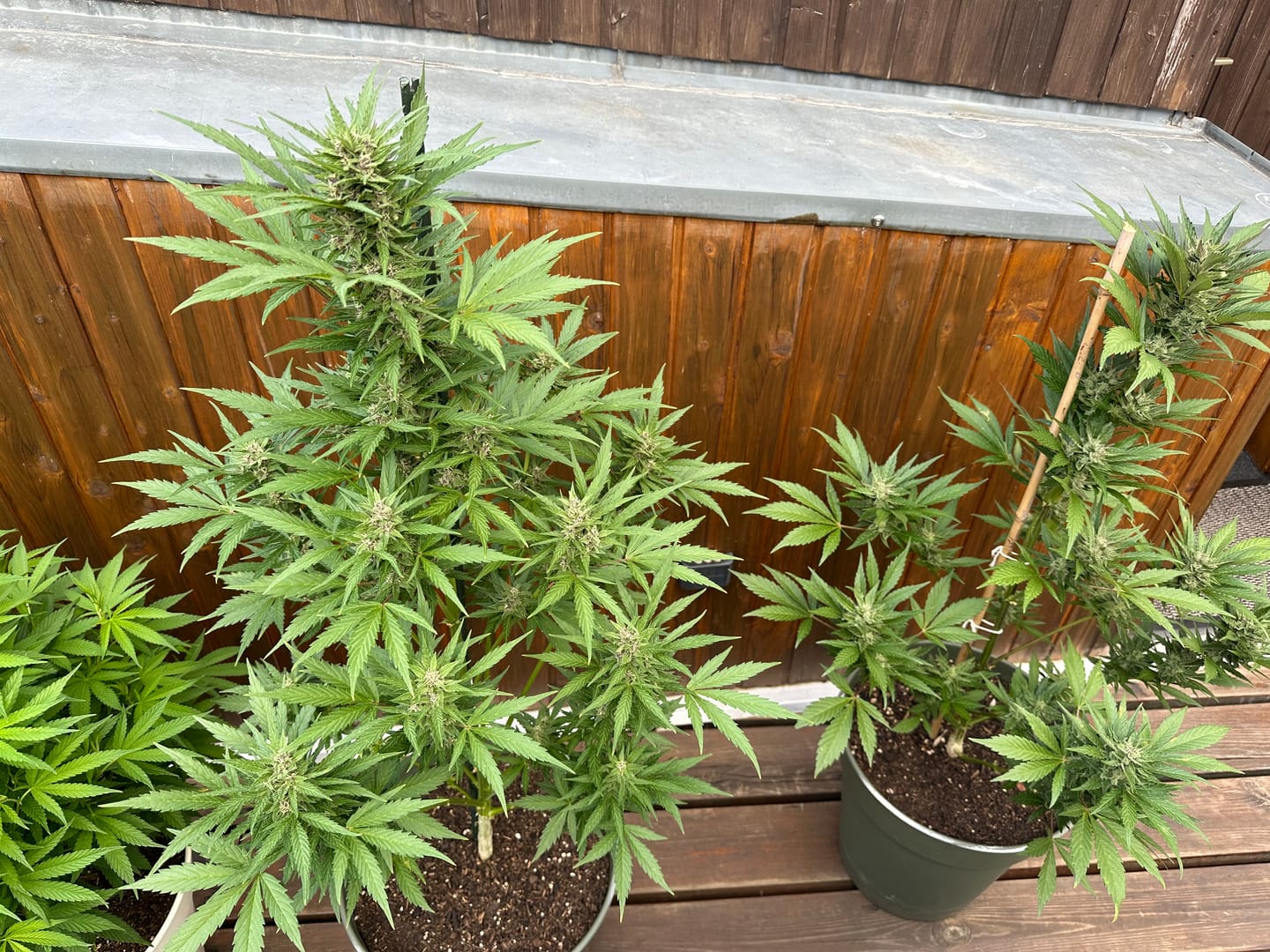 Customer photo review of Hesi Bio Bloom