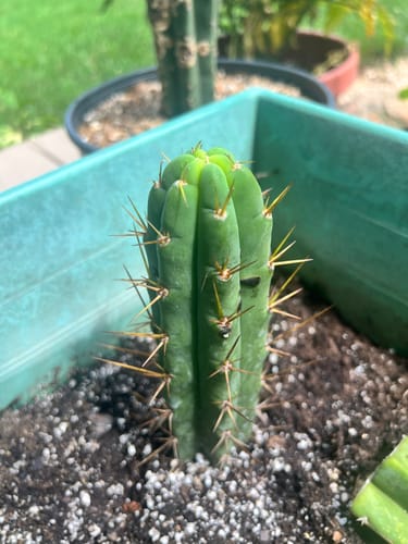 Customer photo review of Bolivian Torch Cactus | Trichocereus bridgesii | Echinopsis lageniformis