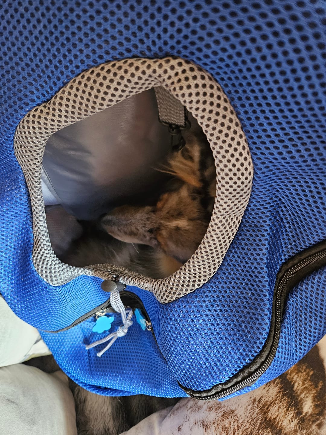 Customer photo review of Foxypets Hunderucksack