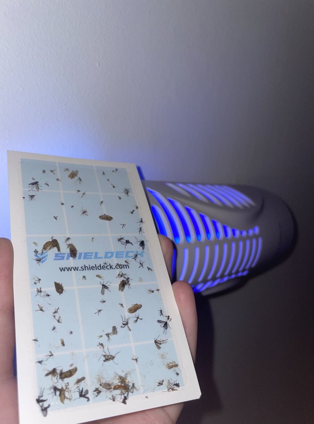 Customer photo review of Shieldeck® BuzzTrap - Ultimate Indoor Fly Smart UV Trap