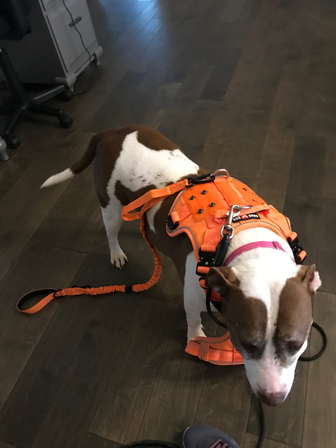 Customer photo review of Heavy-Duty Double-Handle Tactical Bungee K9 Dog Leash