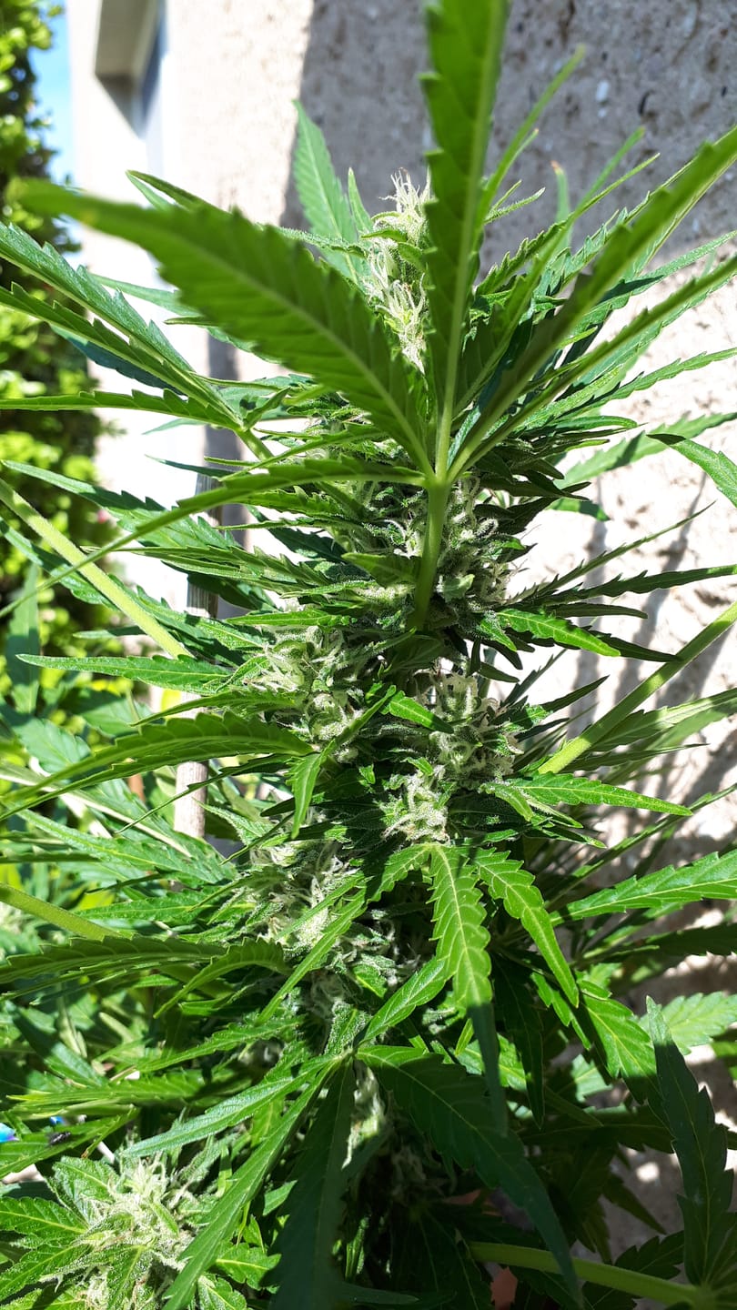 Customer photo review of Cookies 040 Autoflowering Samen – ab dem 01.04.2024 verfügbar