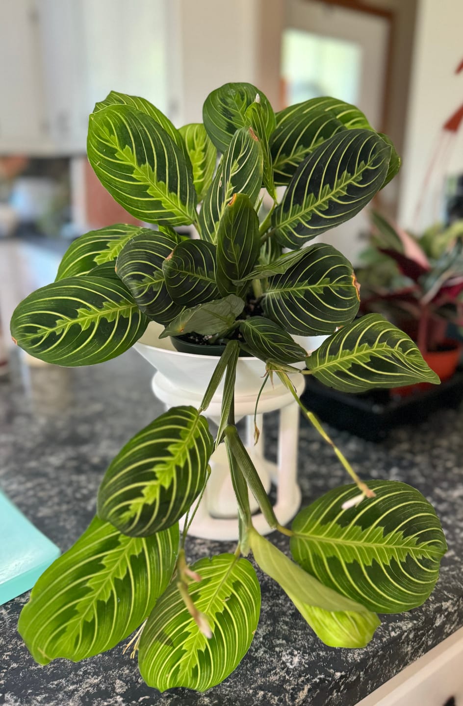 Customer photo review of Maranta leuconeura "Lemon Maranta"