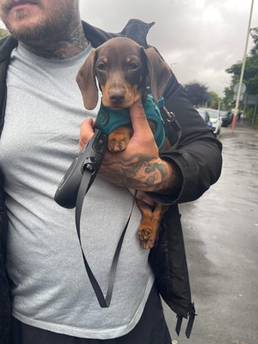 Customer photo review of Pawsome Pup Harness - Emerald