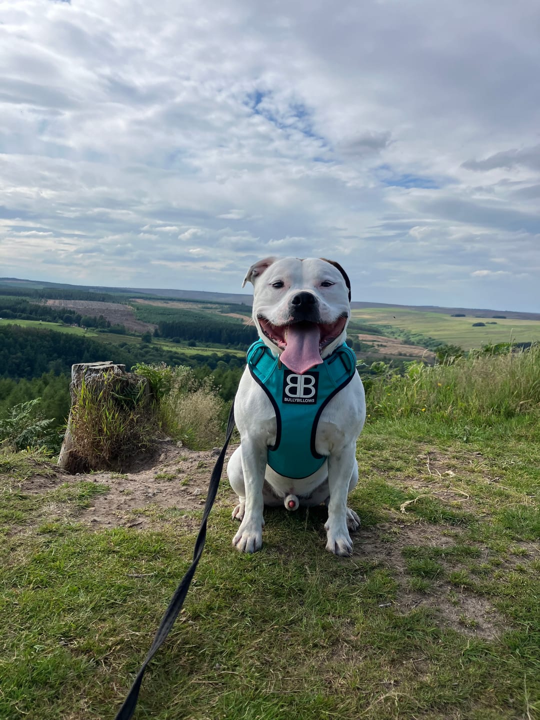 Customer photo review of Premium Comfort Harness | Non Restrictive & Adjustable - Turquoise v2.0