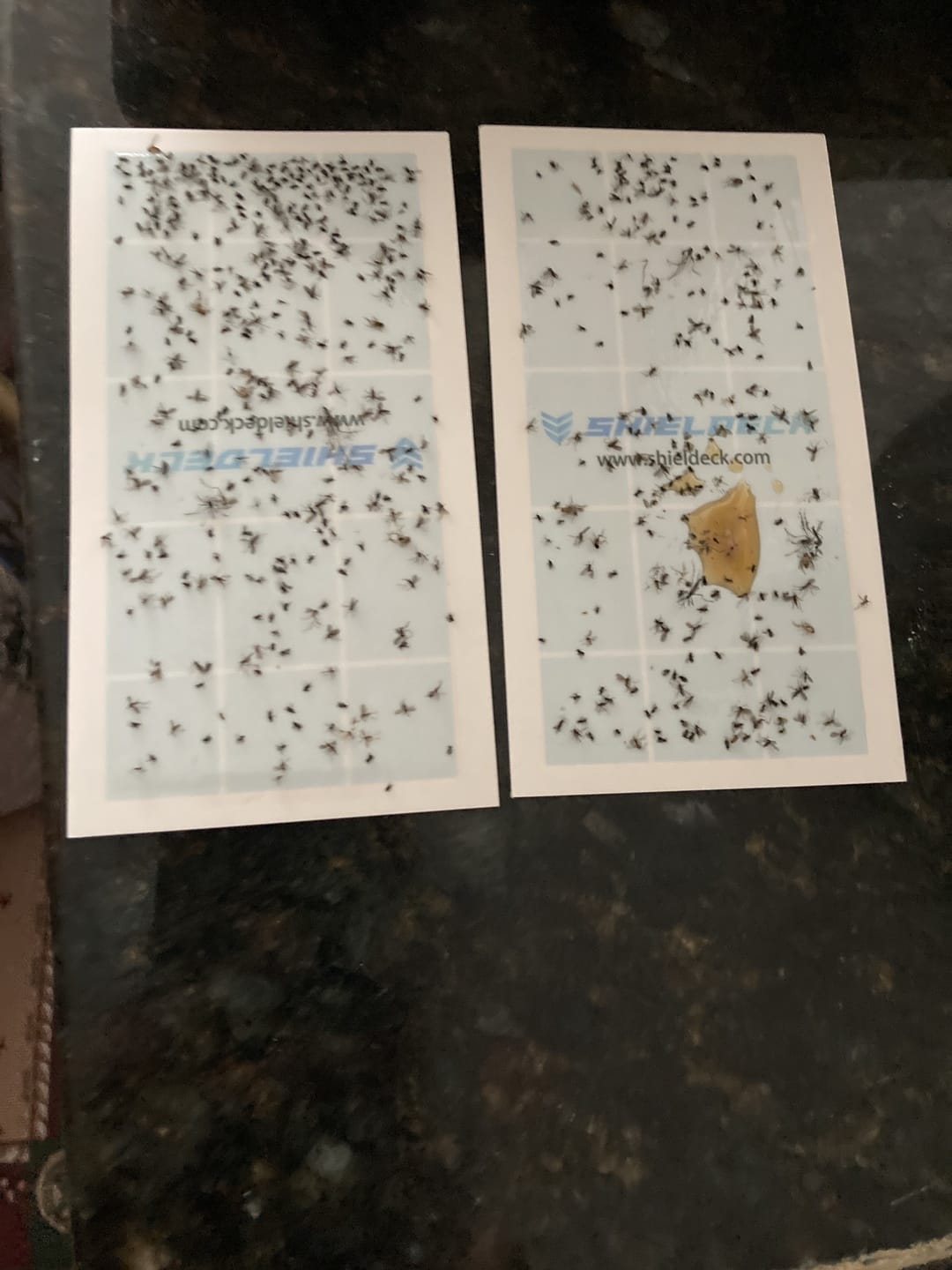Customer photo review of Shieldeck® BuzzTrap - Ultimate Indoor Mosquito Smart UV Trap